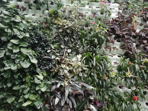 Stena porasla z različnimi vrstami rož