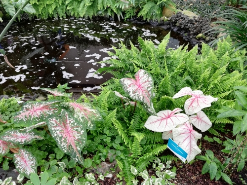 Majhno notranje jezero