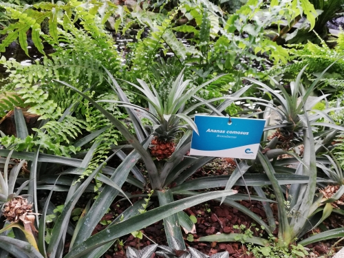 Imajo tudi ananas