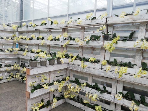 Rumene orhideje na policah iz palet